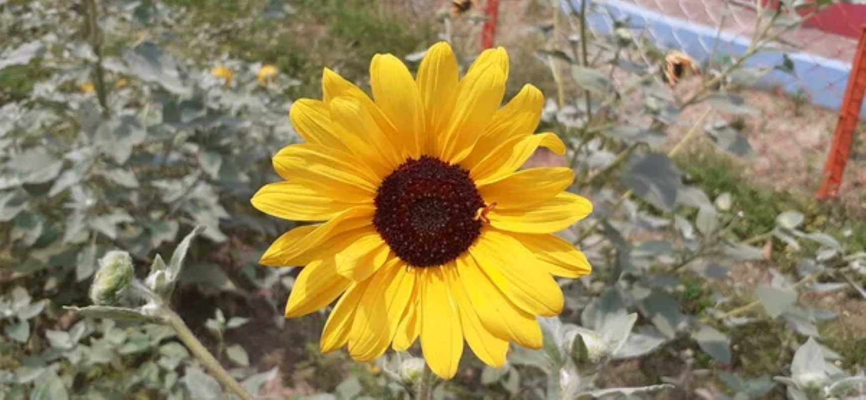 iamaadarsham